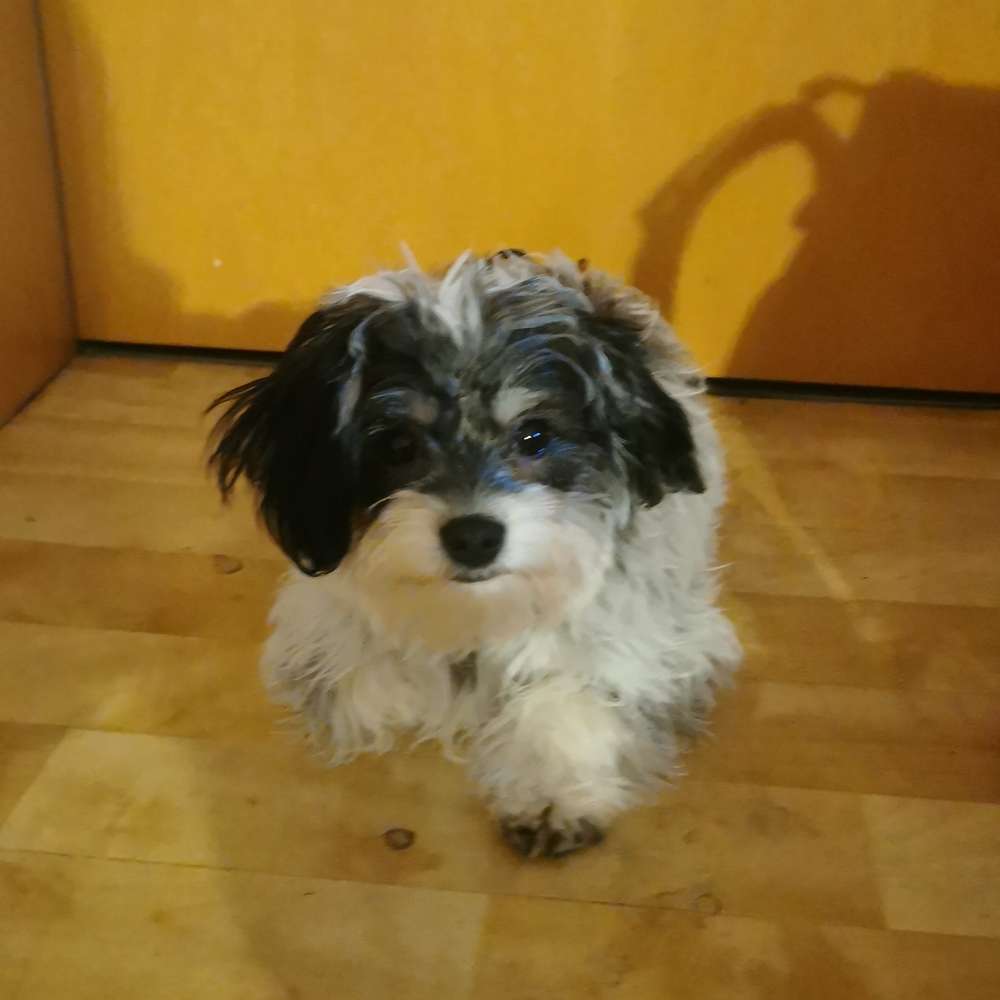 Hundetreffen-Austoben ist erwünscht-Profilbild