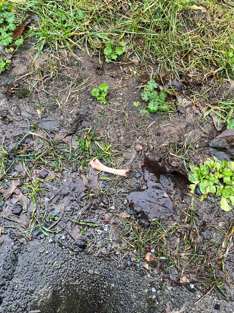 Giftköder-Knochenteile regelmäßig hier.-Profilbild