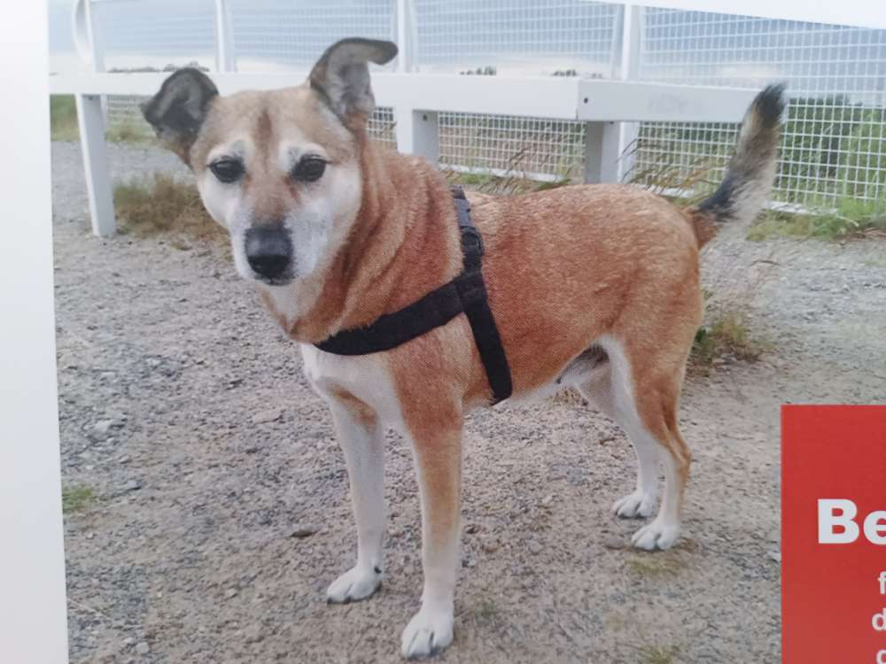 Suchmeldung-Frieda-Profilbild