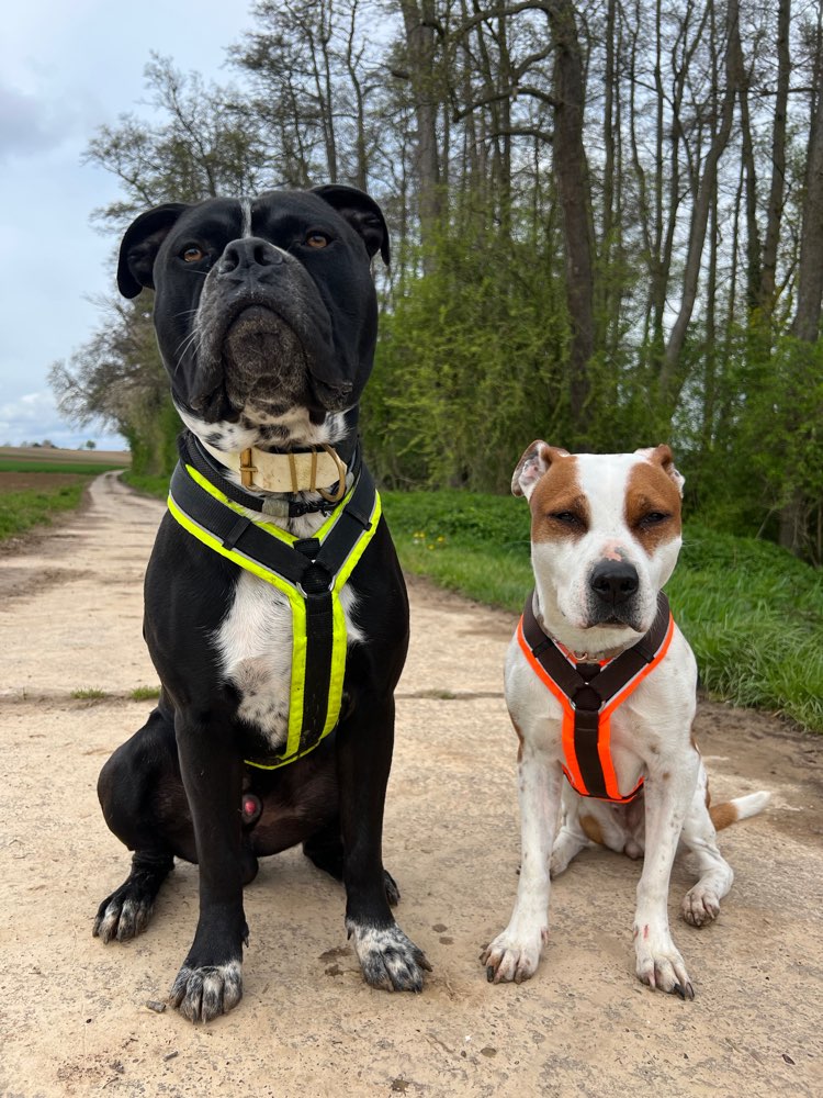 Hundetreffen-NW/KA/LU/LD Social Walk/Gassigehen/Freilauf-Profilbild