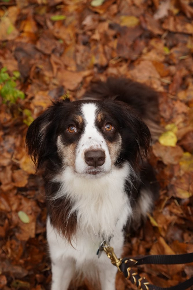 Hundetreffen-Souveräne Hundekontakte gesucht-Profilbild