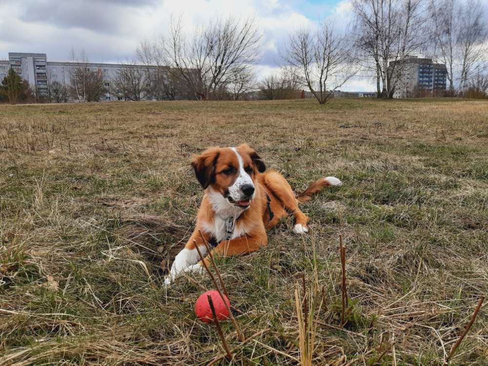 Hundetreffen-Welpentreff-Profilbild