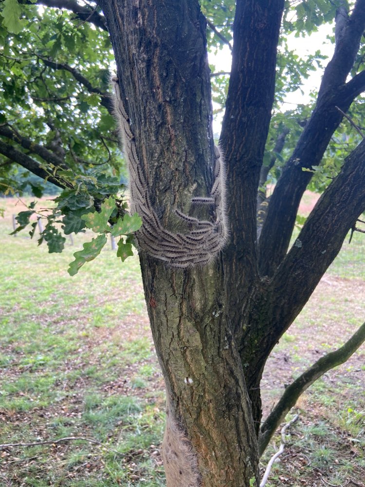 Giftköder-Eichenprozessionspinner-Profilbild