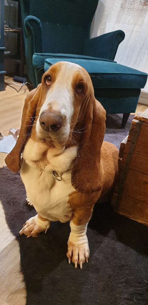 Hundetreffen-Suchmeldung!!!!-Profilbild