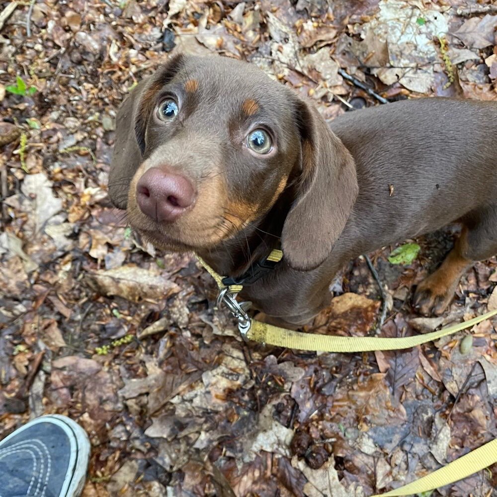 Hundetreffen-Spielfreunde gesucht 😎🤛-Profilbild