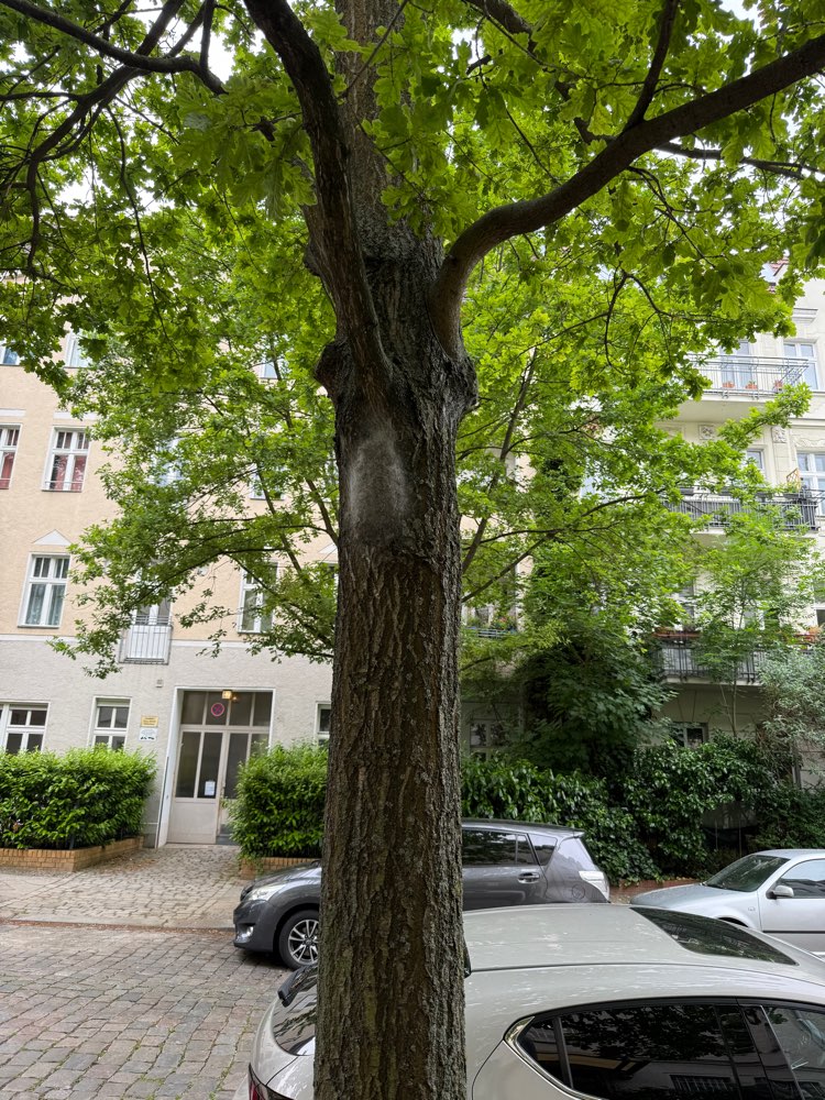 Giftköder-Eichenprozessionsspinner-Profilbild