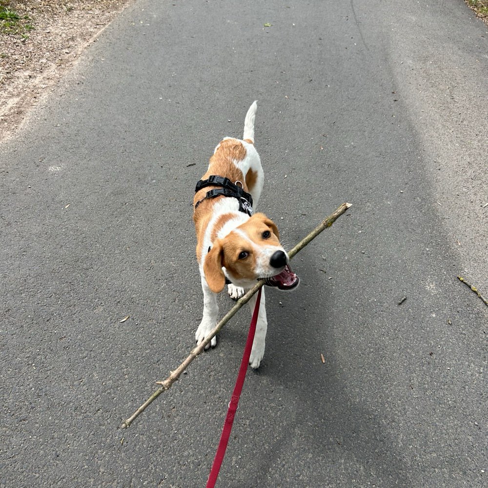 Hundetreffen-Gassi/ Trainingsrunden-Profilbild