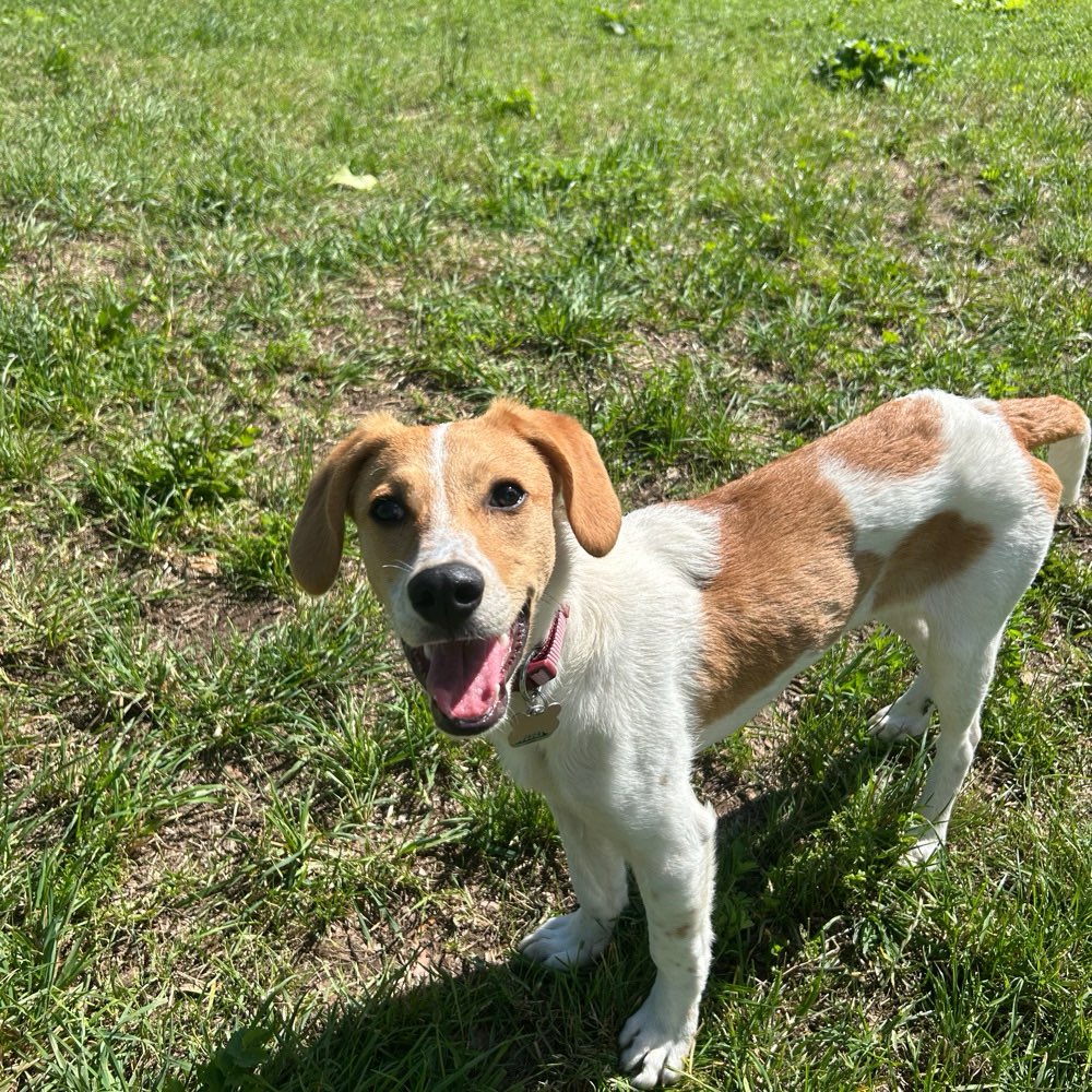 Hundetreffen-Spielrunde-Profilbild
