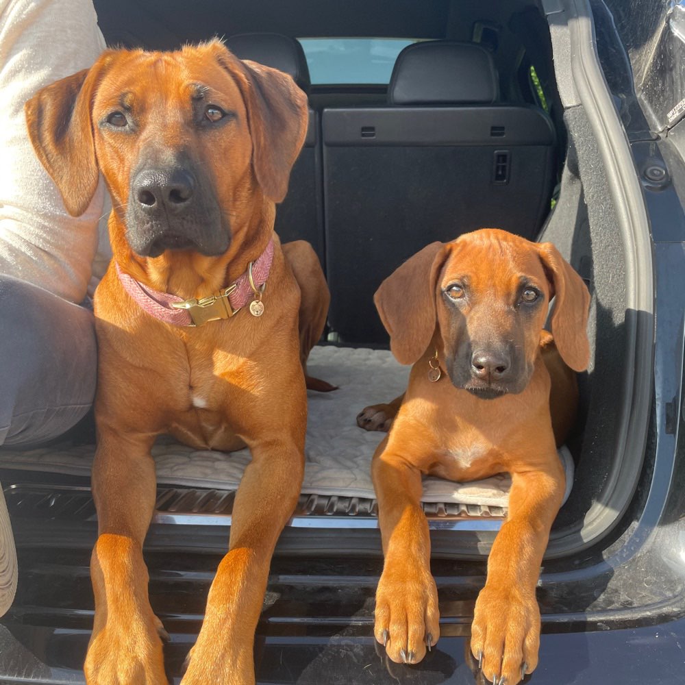 Hundetreffen-Welpen Treffen in Bordesholm-Profilbild