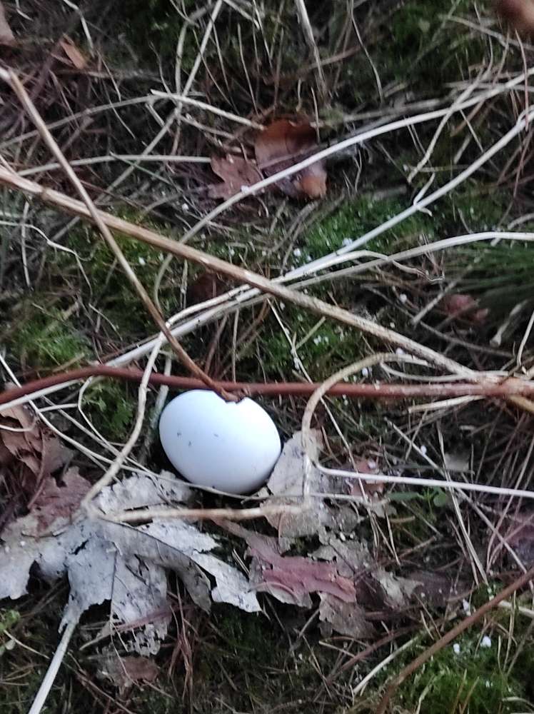 Giftköder-Vorsicht vergiftete Eier-Profilbild