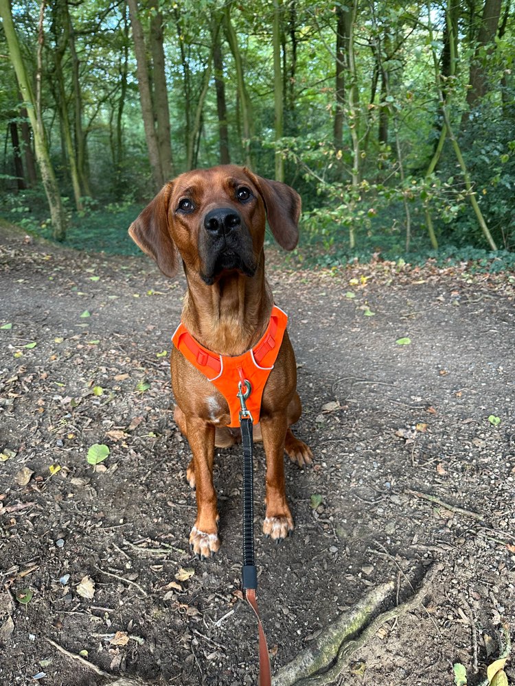 Hundetreffen-Gassirunde & Spieltreff-Profilbild