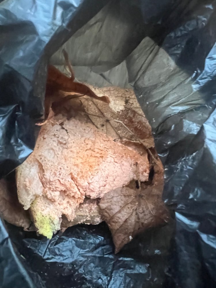 Giftköder-Brot mit Farbe oder Lack-Profilbild