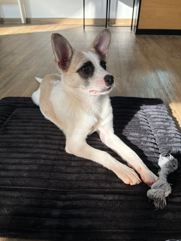 Hundetreffen-Spielpartner gesucht-Profilbild