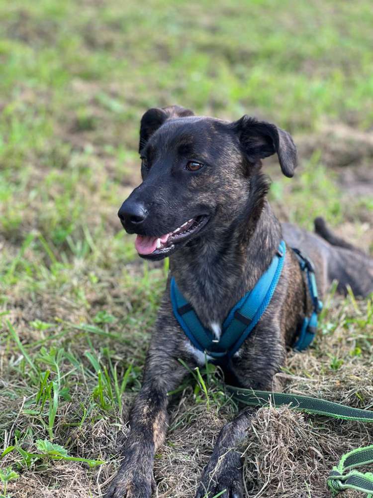 Hundetreffen-Kommunikationstraining-Profilbild