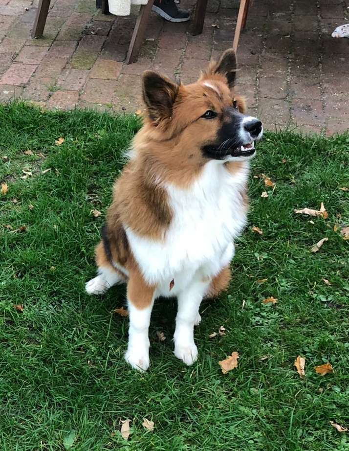 Hundetreffen-Spaziergang und spielen-Profilbild