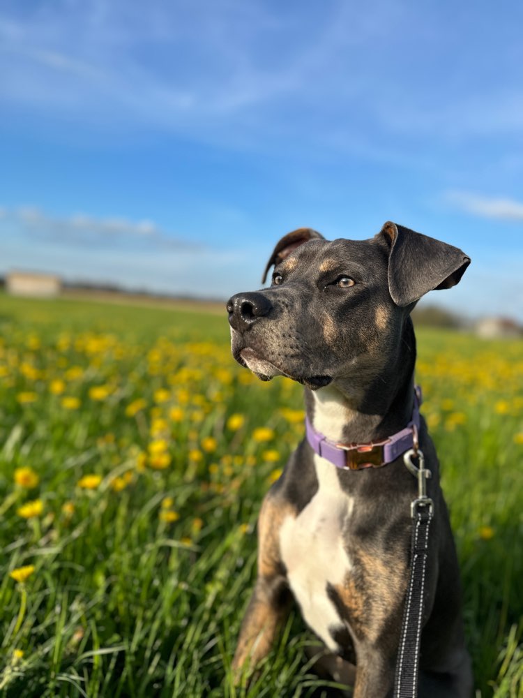 Hundetreffen-Spielrunde/Sozialisierung/Training-Profilbild