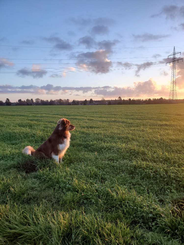 Hundetreffen-Gassitreffen, Spielpartner gesucht-Profilbild