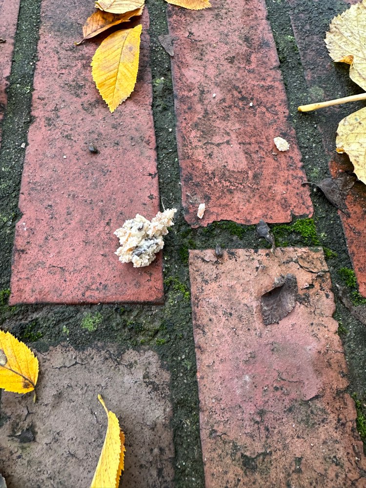 Giftköder-Eventuell Giftköder-Profilbild