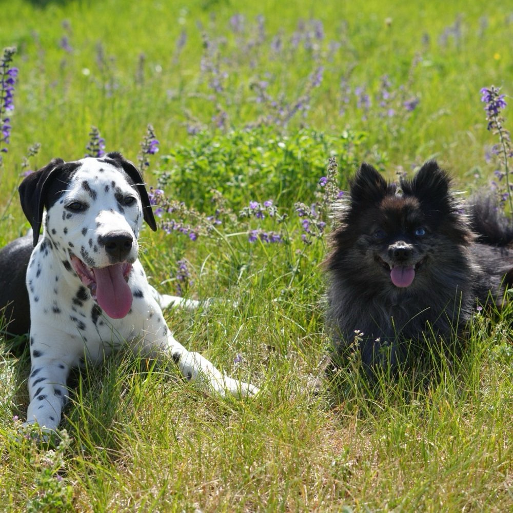 Hundetreffen-Gassi-Buddy gesucht-Profilbild