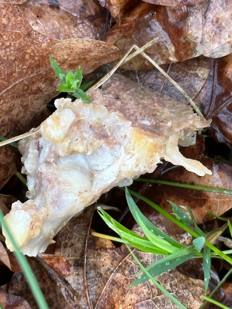 Giftköder-Giftköder-Profilbild