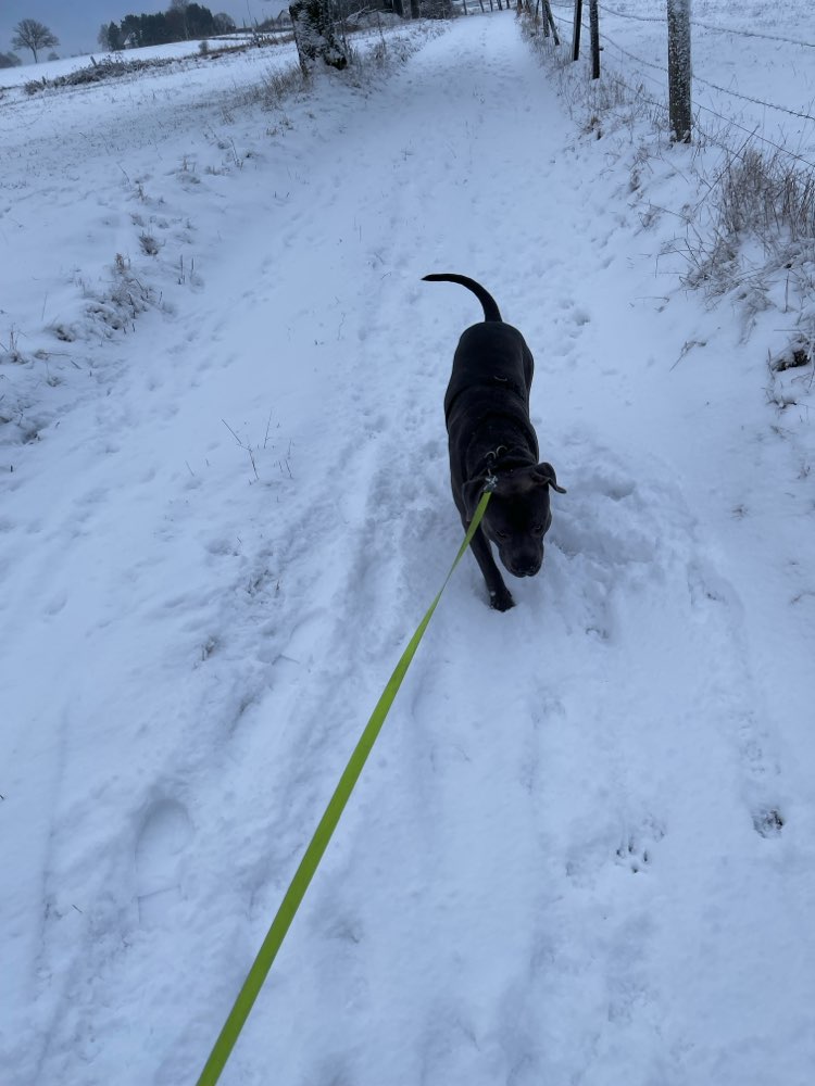 Hundetreffen-Treffen Hagen Süd, Schalksmühle-Profilbild