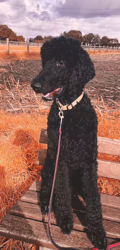 Hundetreffen-Lockere Waldspaziergänge-Profilbild