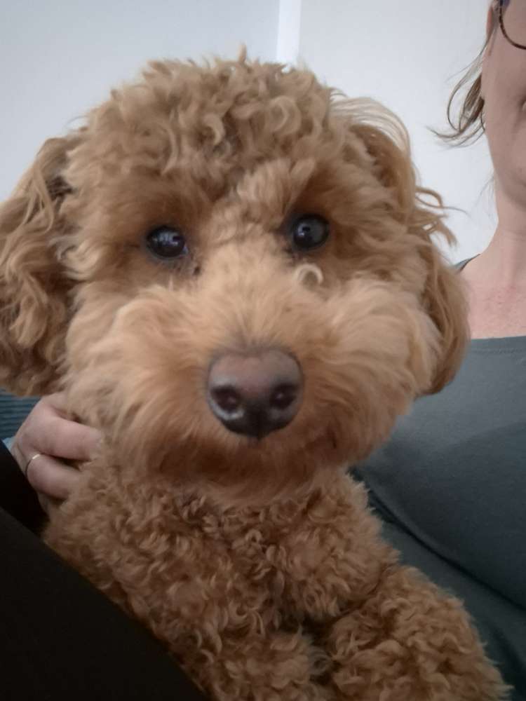 Hundetreffen-Junghundetreffen in Oberhausen und Umgebung-Profilbild