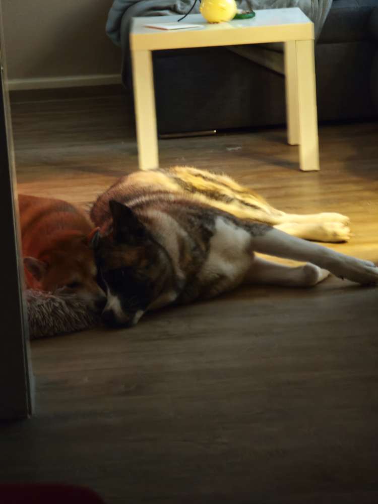 Hundetreffen-Gassi gehen und Hundetreffen / zusammen spielen-Profilbild