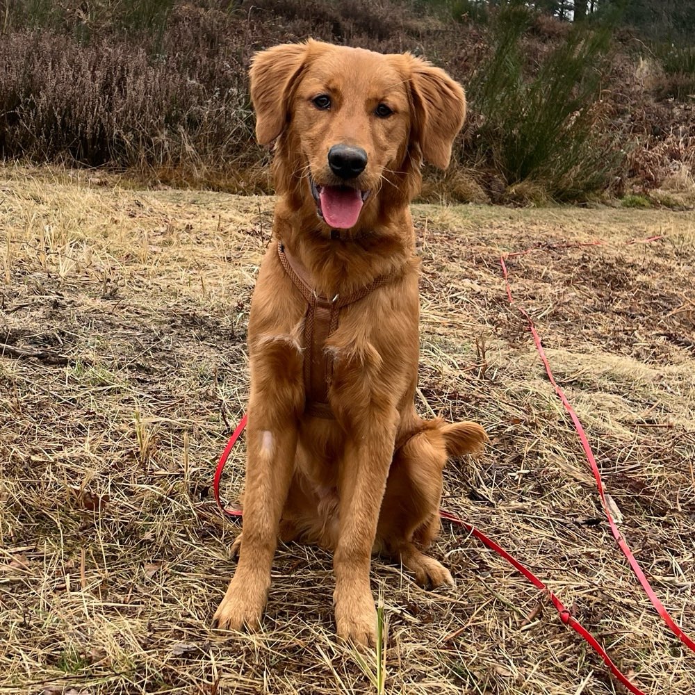 Hundetreffen-Trainings-/Spielpartner für Archie-Profilbild