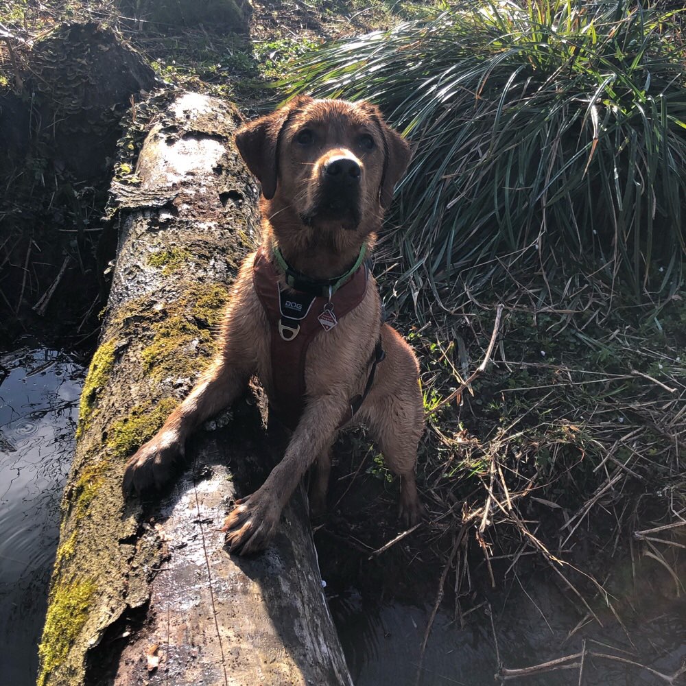 Hundetreffen-Spiel und Spaß in Dogern und Umgebung-Profilbild