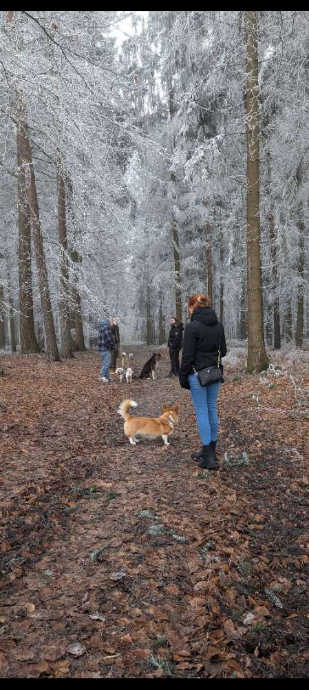 Hundetreffen-Social Walks & Wanderungen 🐾-Profilbild