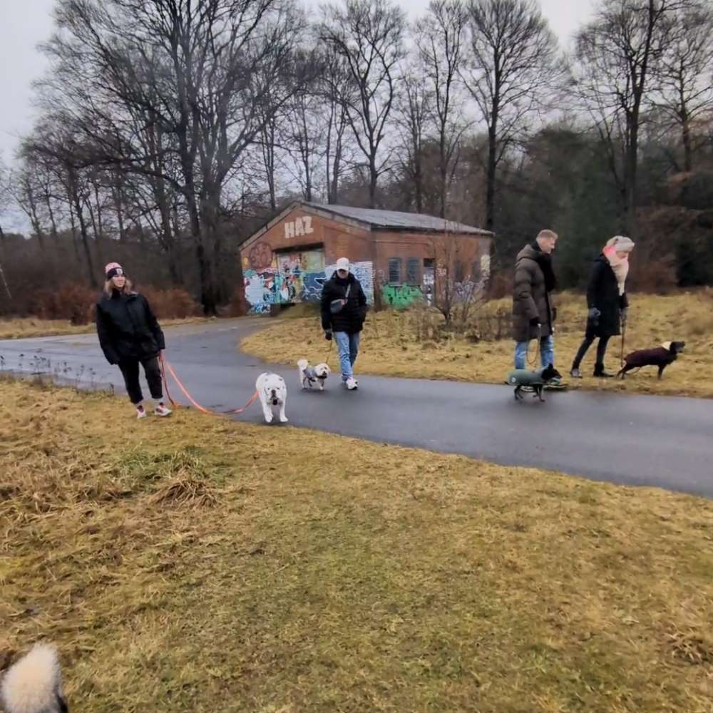 Hundetreffen-Social Walk & Wanderungen 🐾-Profilbild