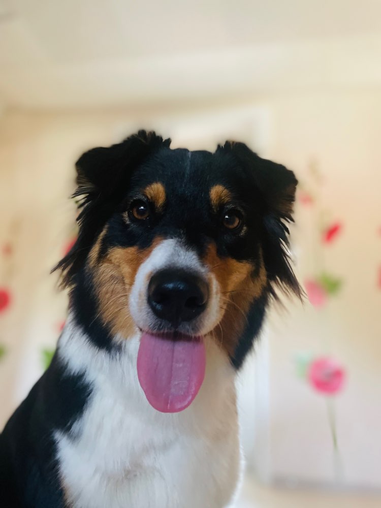 Hundetreffen-Aussi treffen gerne auch andere Lieben die in der Nähe sind-Profilbild