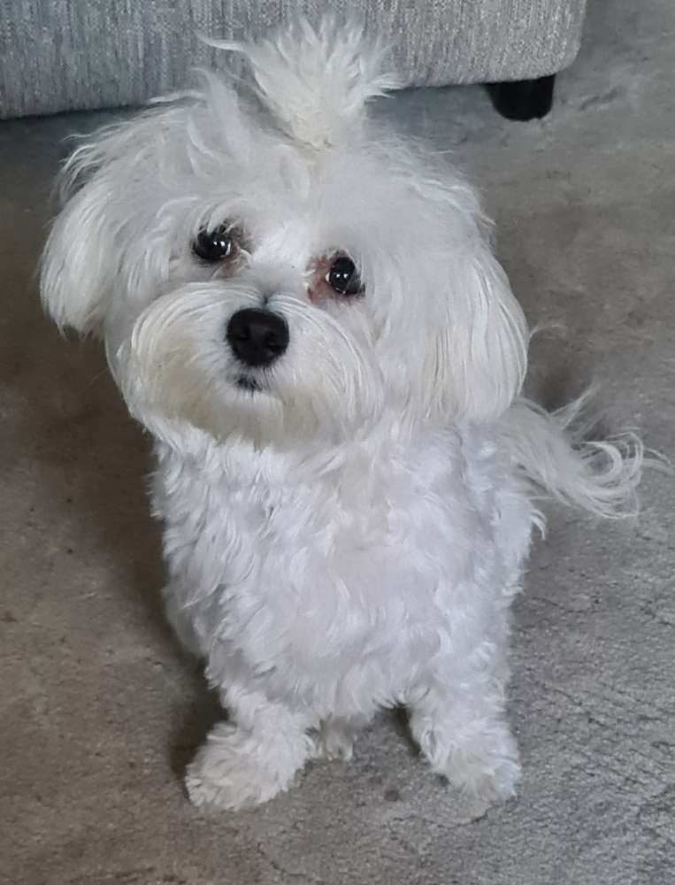 Hundetreffen-Spielkameraden in Wettbergen gesucht-Profilbild