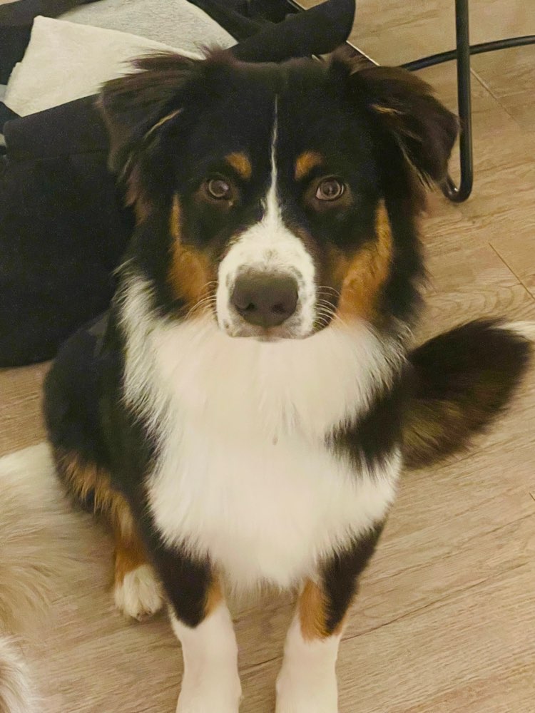 Hundetreffen-Spielpartner für ängstlichen Hund-Profilbild