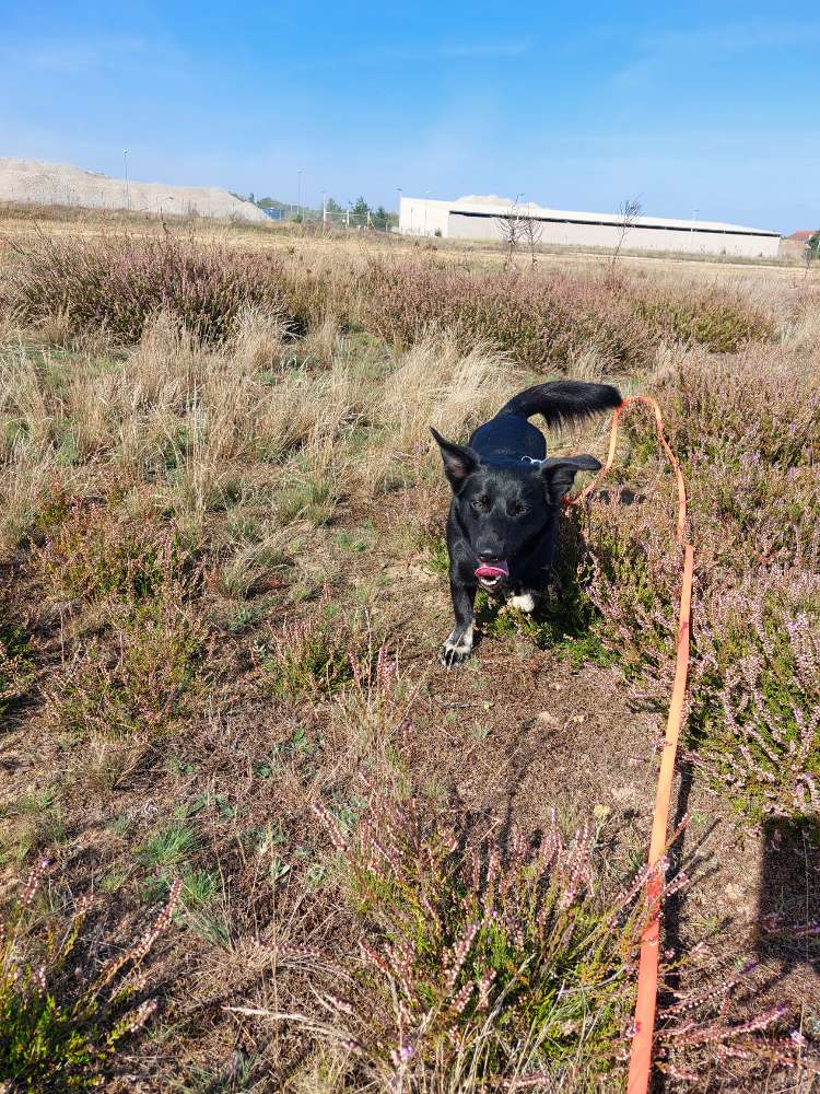 Hundetreffen-Gassi- Freunde gesucht-Profilbild