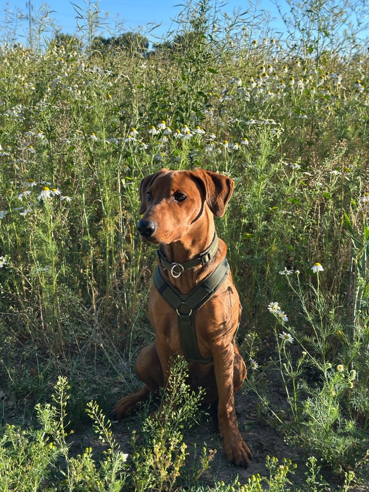 Hundetreffen-Spielfreunde gesucht-Profilbild