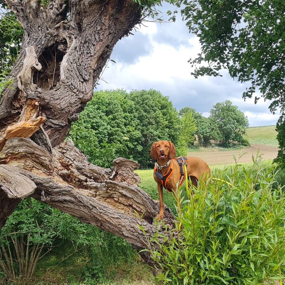 Hundetreffen-Magyar Vizsla Treffen-Profilbild