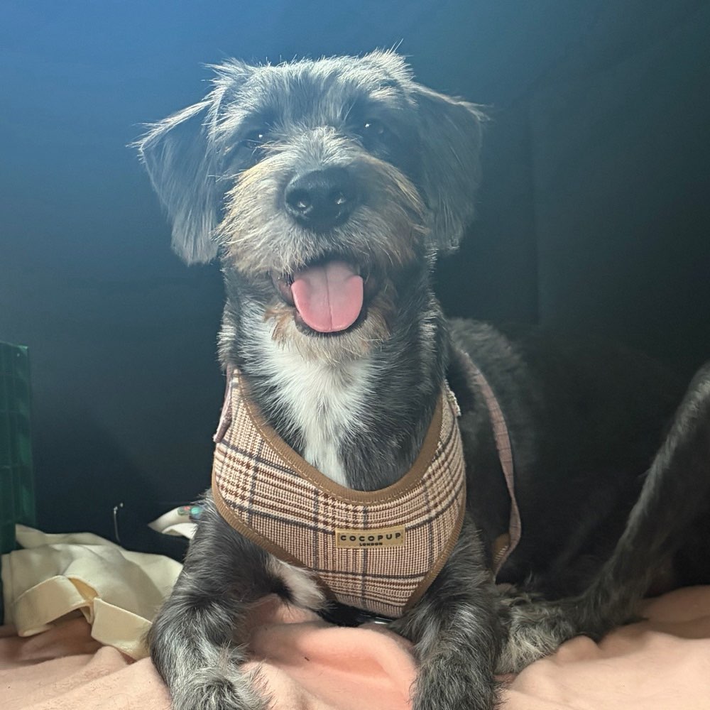 Hundetreffen-🤗-Profilbild
