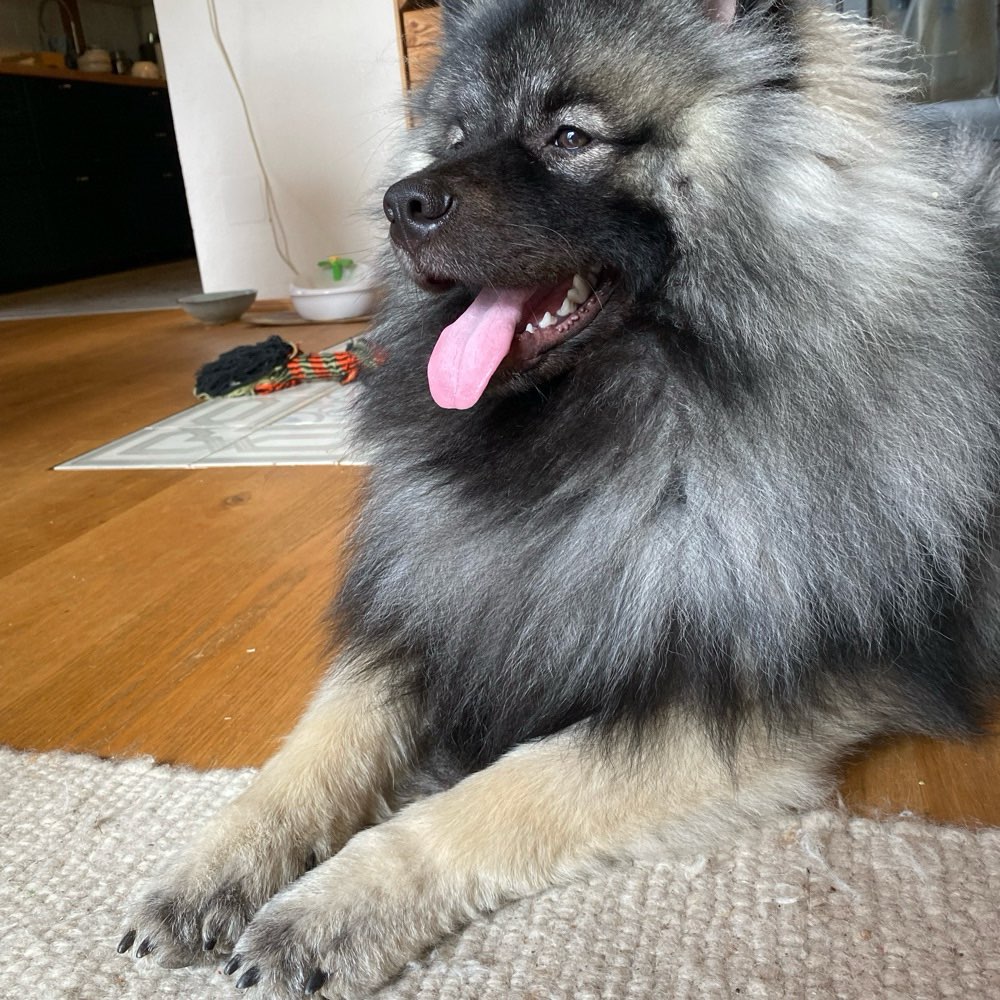 Hundetreffen-Treffen zum spielen und/oder spazieren gehen-Profilbild