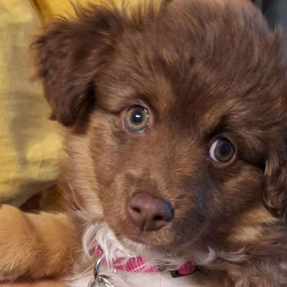 Hundetreffen-Suche Spielpartner in meinem Alter-Profilbild