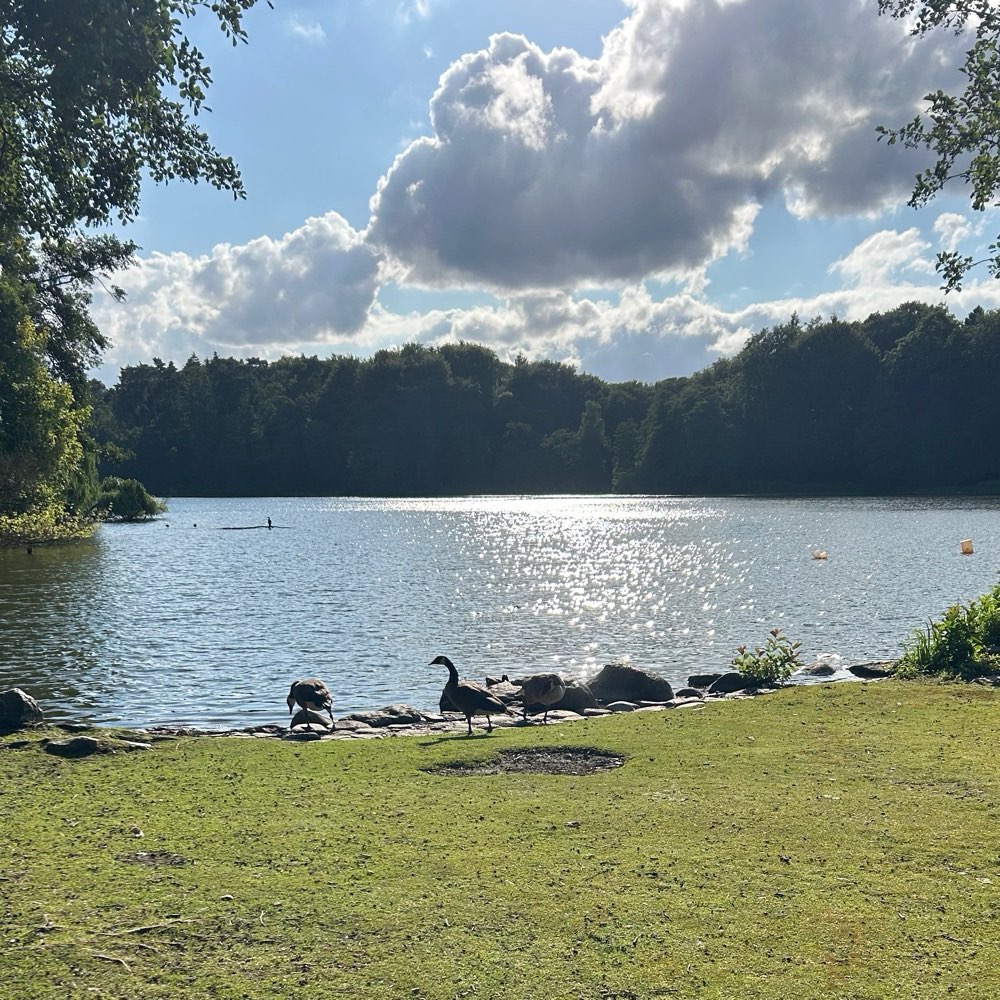 Hundetreffen-Junghunde-Treff in Harburg-Profilbild