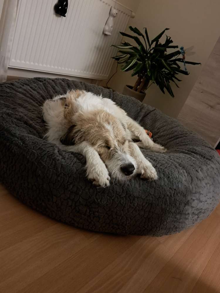 Hundetreffen-Gassitreffen in  Wegberg-Profilbild