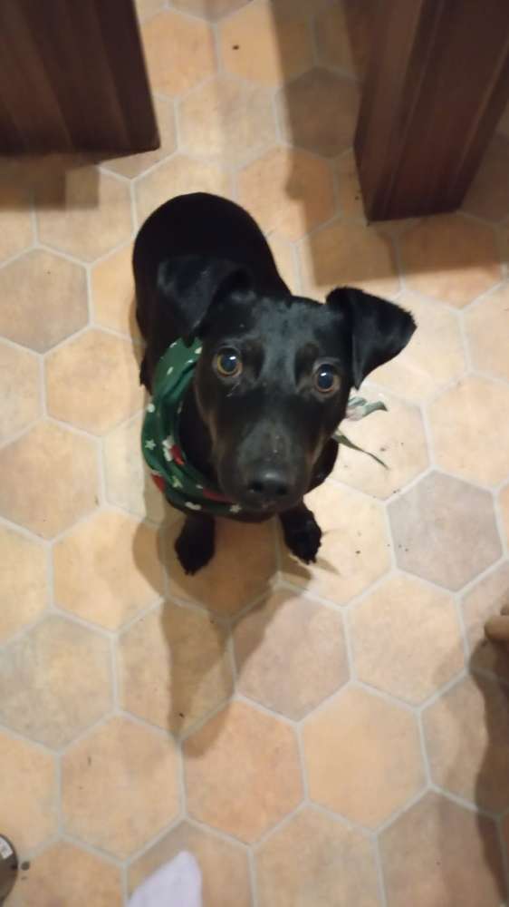 Hundetreffen-Ich suche einen Kumpel der mir zeigt wie es geht-Profilbild