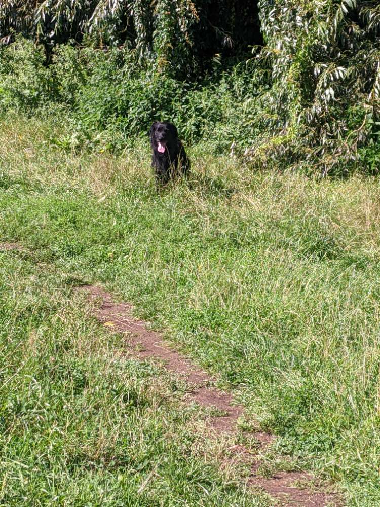 Giftköder-Freilaufender Hund beim Weiherhofer Weg-Profilbild