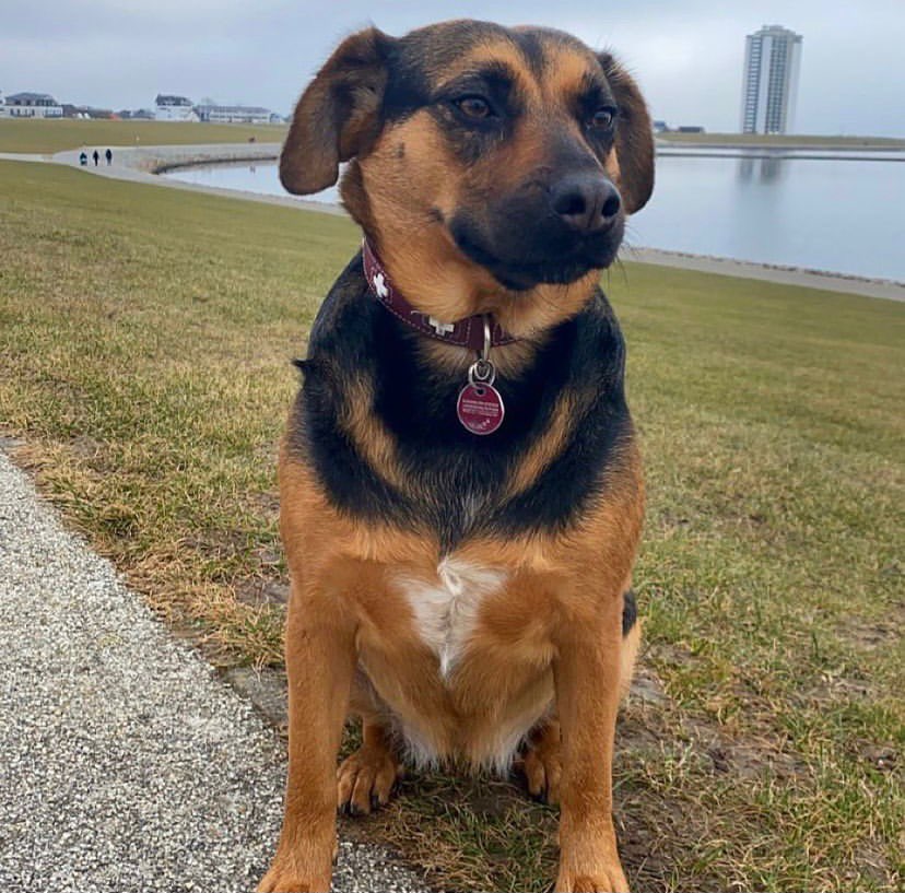 Hundetreffen-Lola sucht hundekumpel 😊-Profilbild