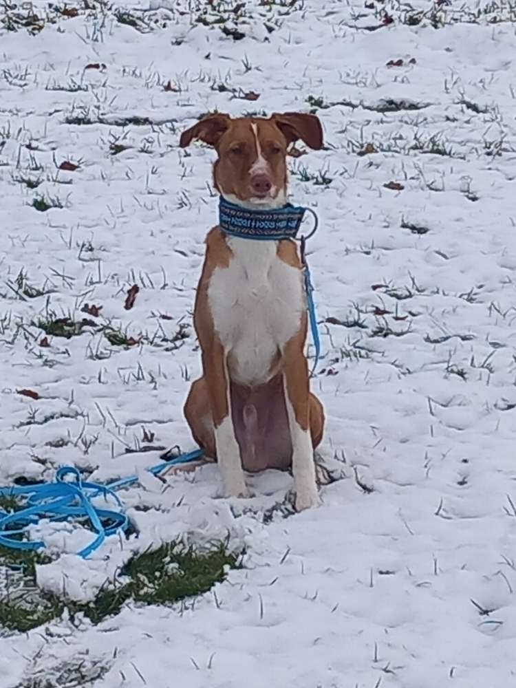 Hundetreffen-Spiel und Spaß-Profilbild