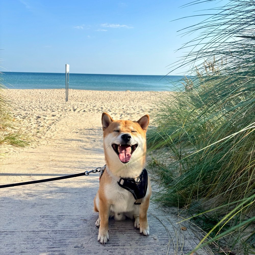 Hundetreffen-Hundekontakte-Profilbild