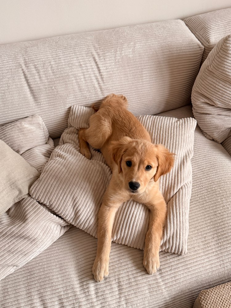 Hundetreffen-Welpentreffen Charlottenburg-Profilbild