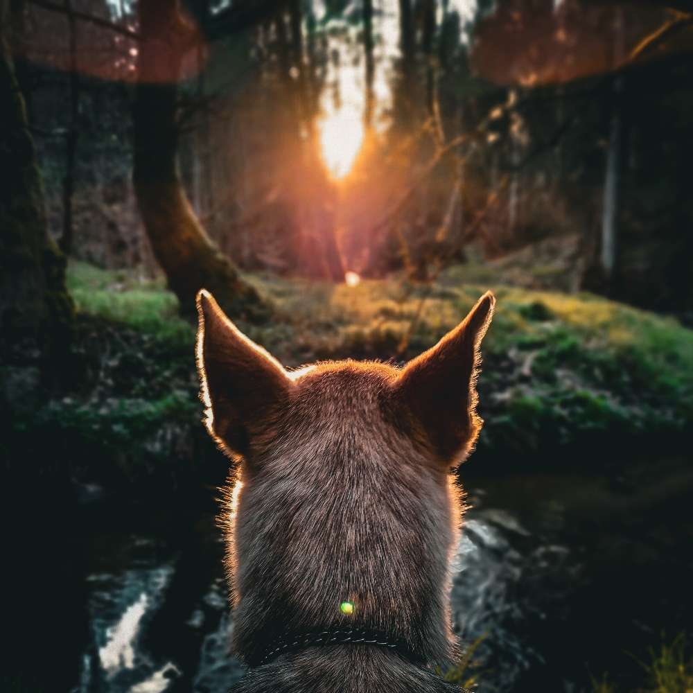 Hundetreffen-Training / Social Walk-Profilbild